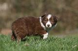 BORDER COLLIE 801